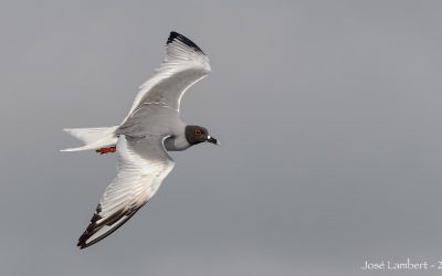 Gaviota de las galapagos