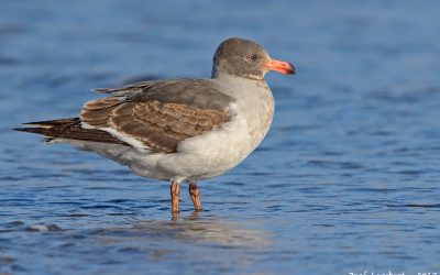 gaviota austral