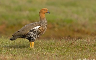 Caiquén hembra - Chloephaga picta picta