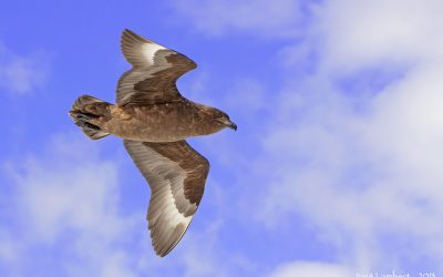Skua