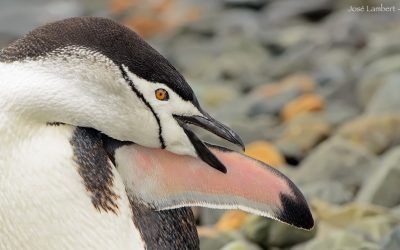 Pinguino Barbijo
