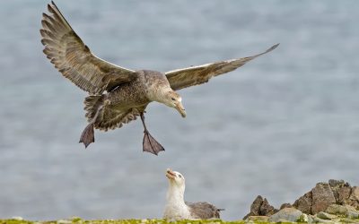 Petrel gigante - Macronectes giganteus