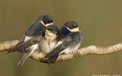 Golondrina Chilena
