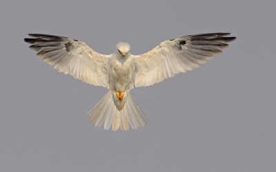 Bailarín- Elanus leucurus