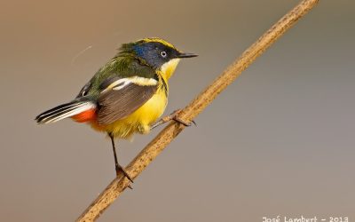 Siete colores - Tachuris rubrigastra rubrigastra