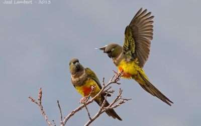 Loro Tricahue - Cyanoliseus patagonus bloxami