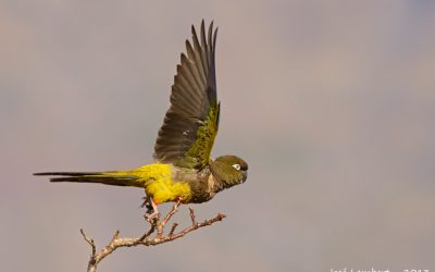 Loro tricahue