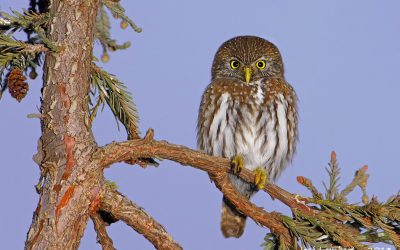 Chuncho  - Glaucidium nanum