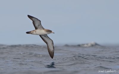 Fardela blanca