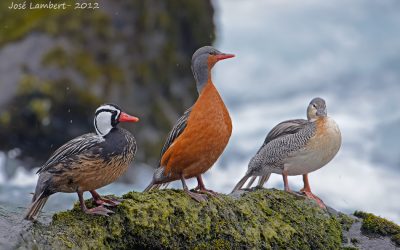 Pato-Corta-Corriente