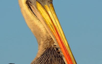 Pelicano