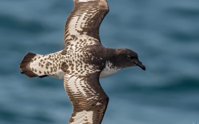 Petrel moteado