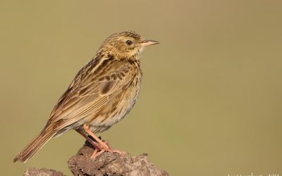 bailarin chico_DSC_0479_webx