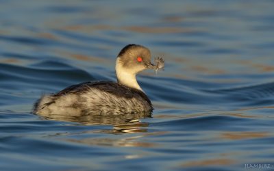 blanquillo_D852182_webx