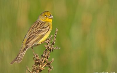 chirihue_DSC_4613_webx3