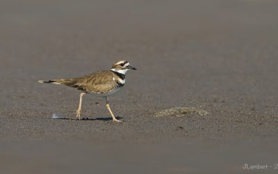chorlo_griton_4D74049