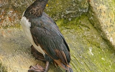 cormoran de las rocas