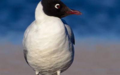 gaviota andina