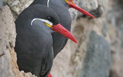 gaviotin monja_D850474_webx
