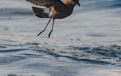 Golondrina de mar