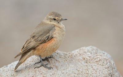Minero