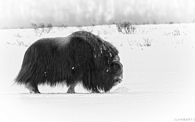 musk ox3