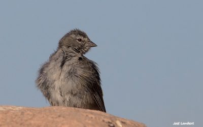 Pájaro plomo