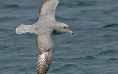 petrel plateado