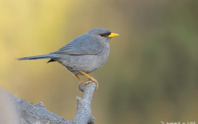 pizarrita_4D73790_webx