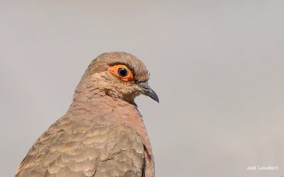 tortolita boliviana