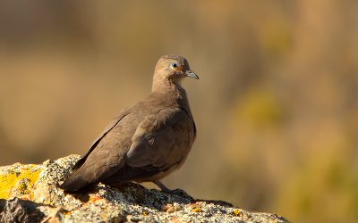 Tortolita cordillerana