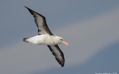 albatros de ceja negra