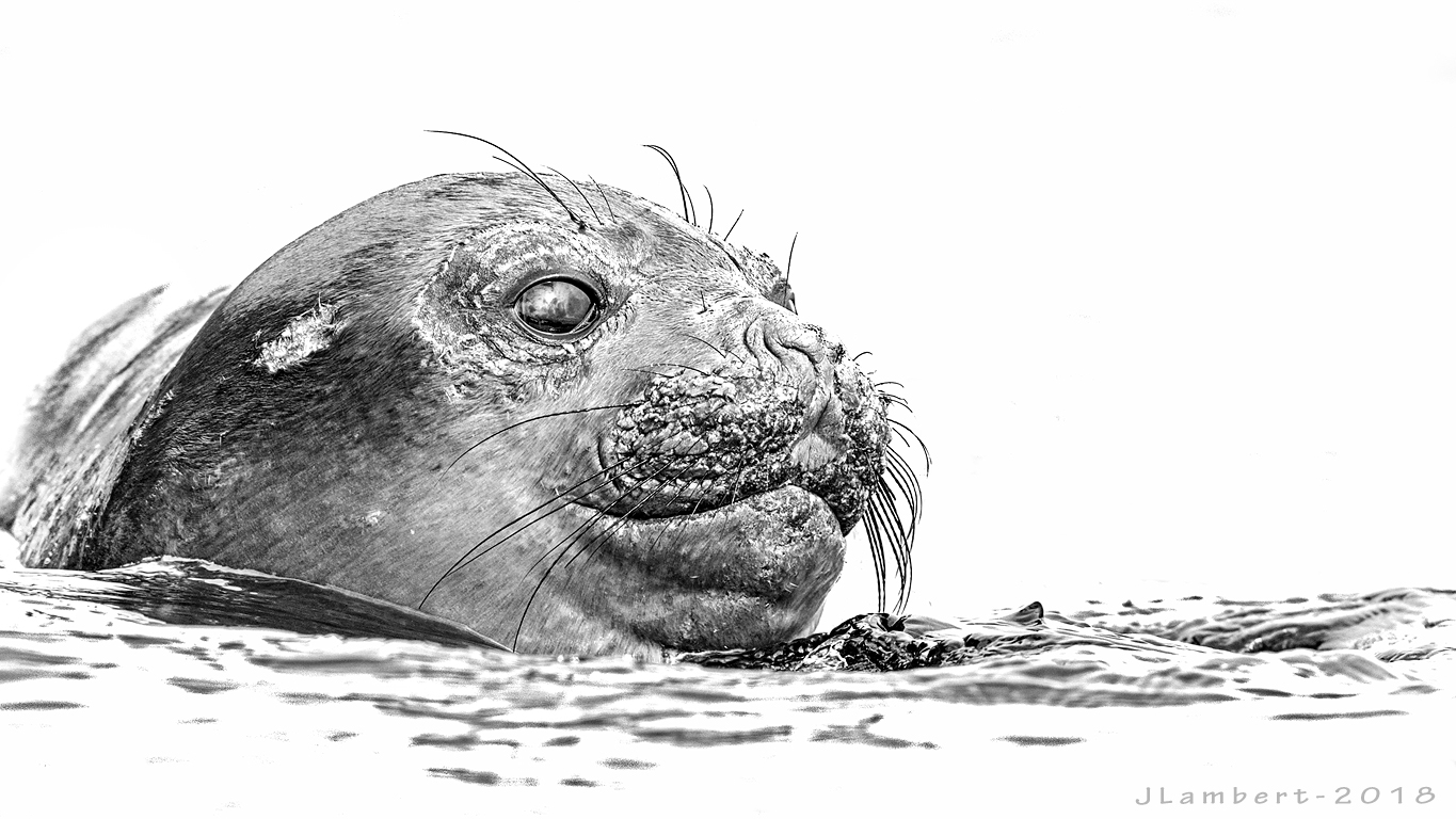 29 Enero. Fauna Antártica