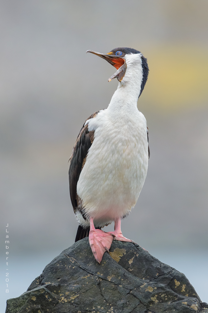 03 Febrero. Locura de un Cormorán
