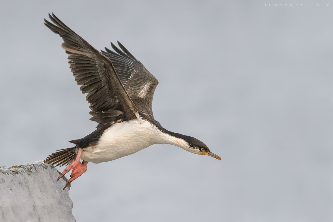19 de Junio. Cormorán Antártico.