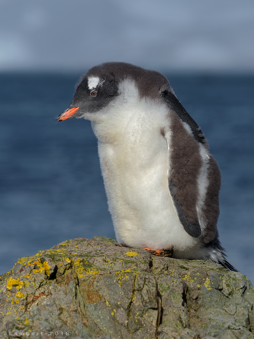 10 Febrero. Polluelo de Pinguino de Papúa