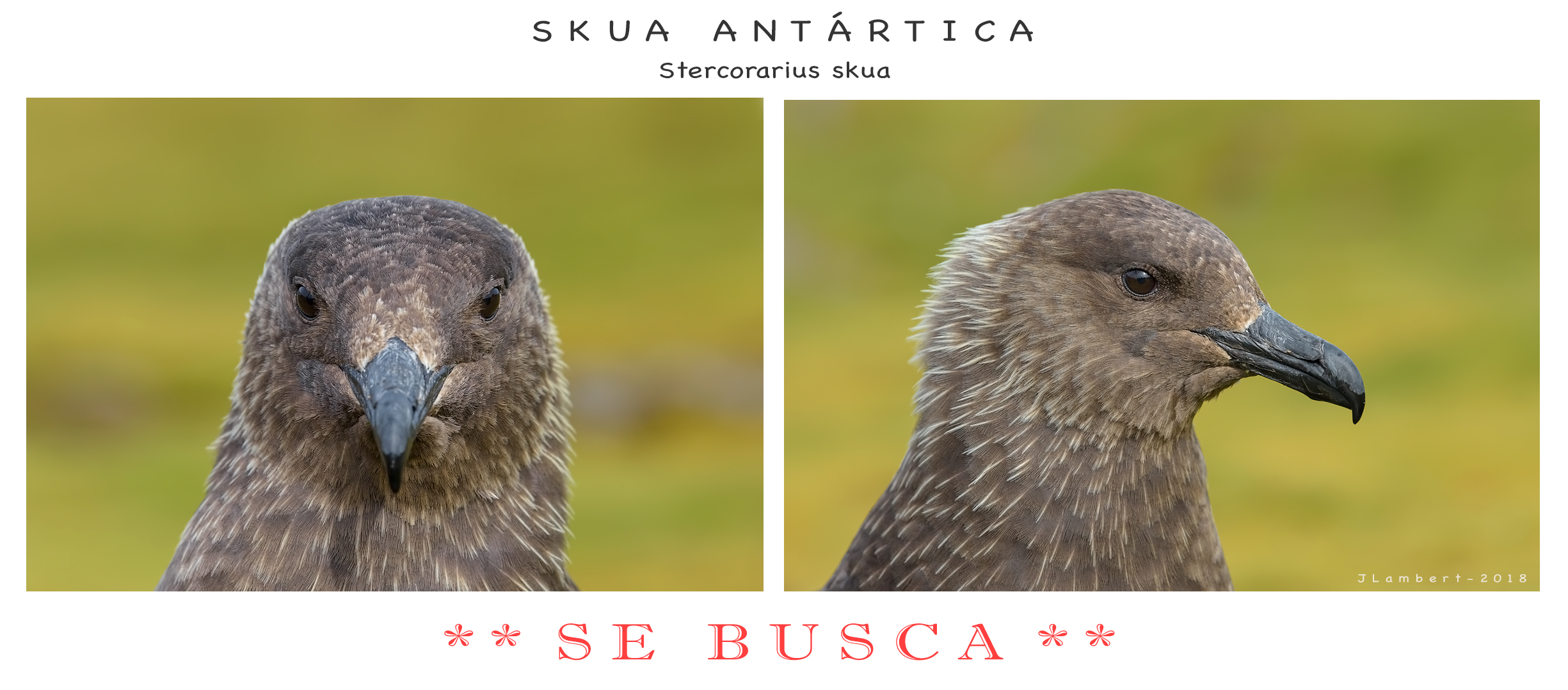 16 Febrero. Se busca Viva o Volando…
