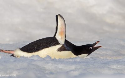 Pinguino Adelia