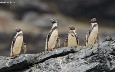 pinguino de humboldt